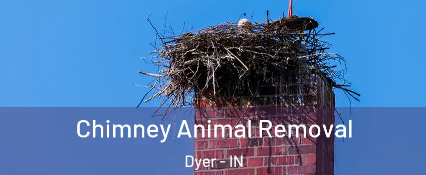  Chimney Animal Removal Dyer - IN